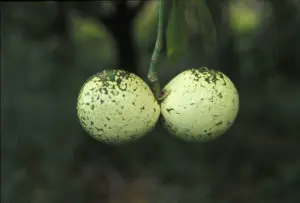 Buy Voacanga Africana